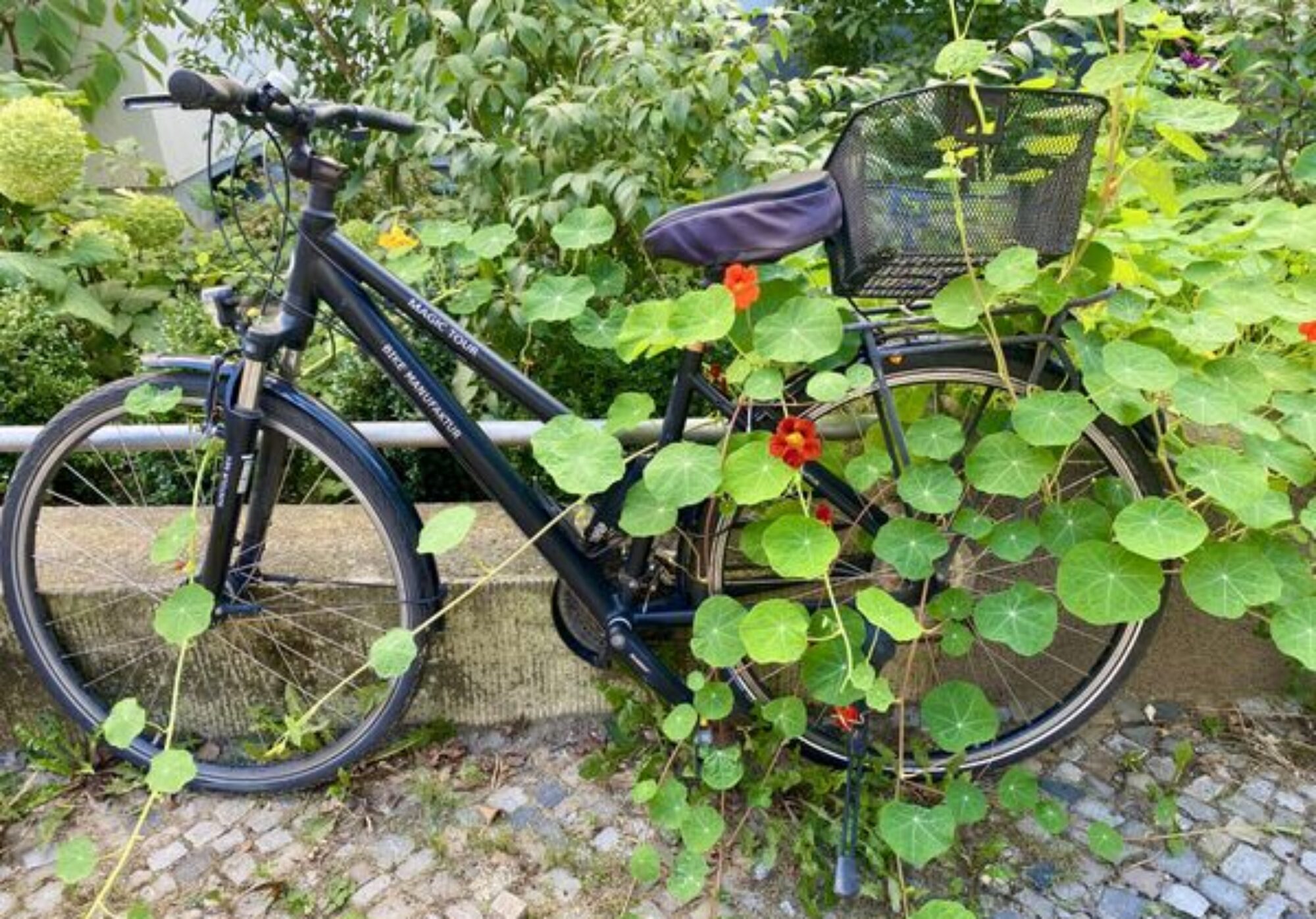 Zugewachsenes Fahrrad Bamberger Straße